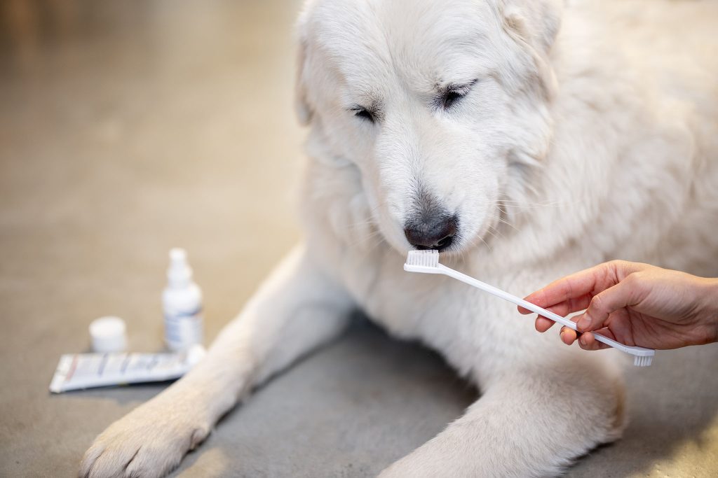 dog-ready-for-teeth-brushing-2025-03-18-07-40-29-utc