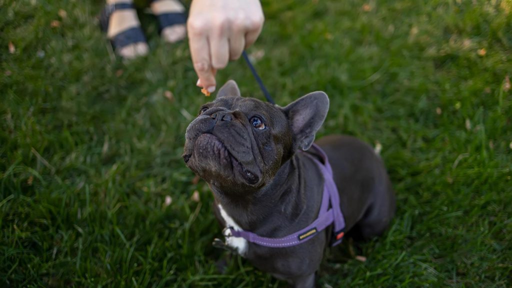 French Bulldog sitting on grass, looking up at a hand holding a dog treat, emphasizing the importance of healthy dog treats.
