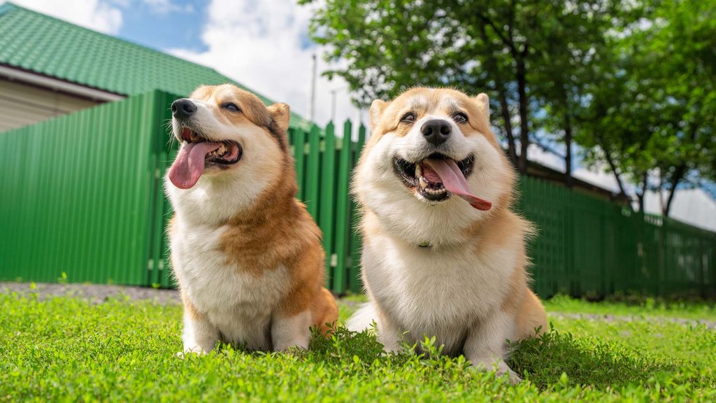 cute-pembroke-welsh-corgi-couple-with-tongue-out-s-2026-01-06-09-30-36-utc